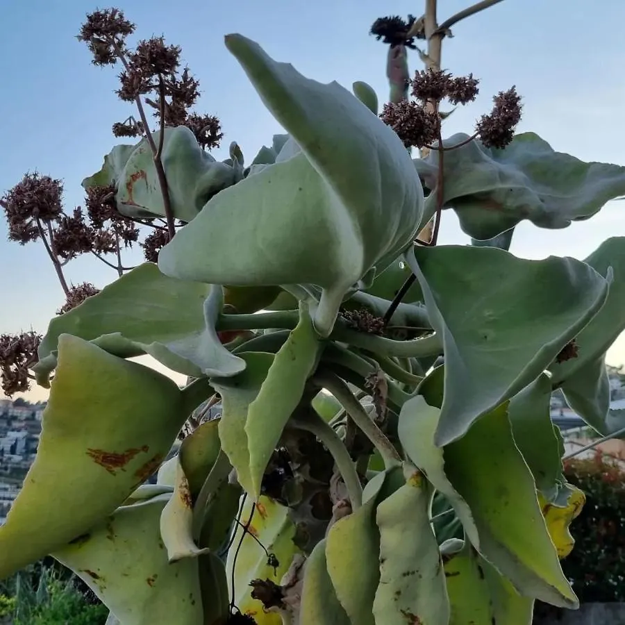 Agriturismo La Tuffatrice Imperia Alojamento de Turismo Rural